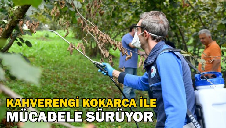 Kahverengi Kokarca Ile Mücadele Sürüyor