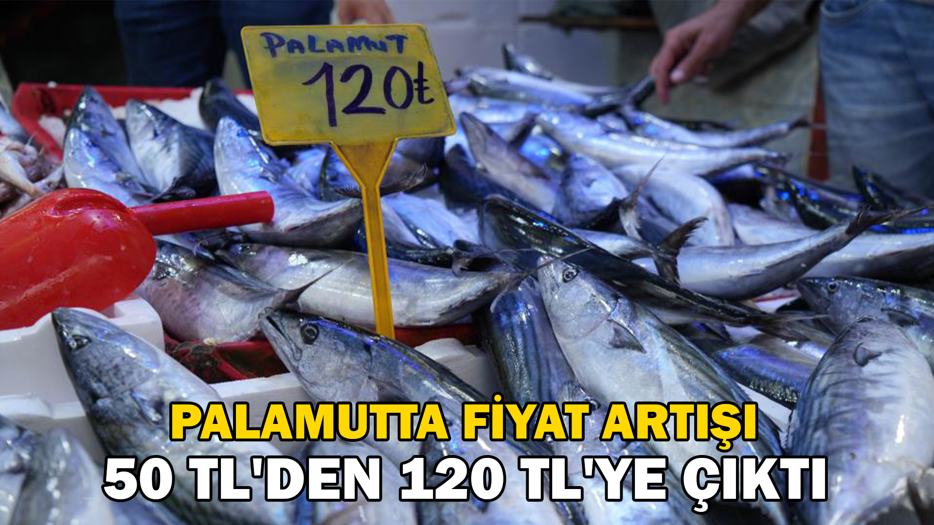 Palamut Rusya’ya kaçtı, fiyatlar 50 TL’den 120 TL’ye çıktı