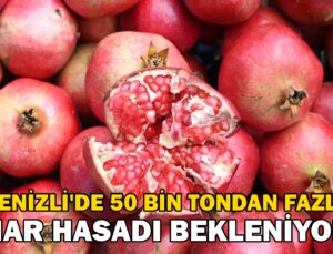 Denizli’De Bu Yıl 50 Bin Tonun Üzerinde Nar Hasadı Bekleniyor