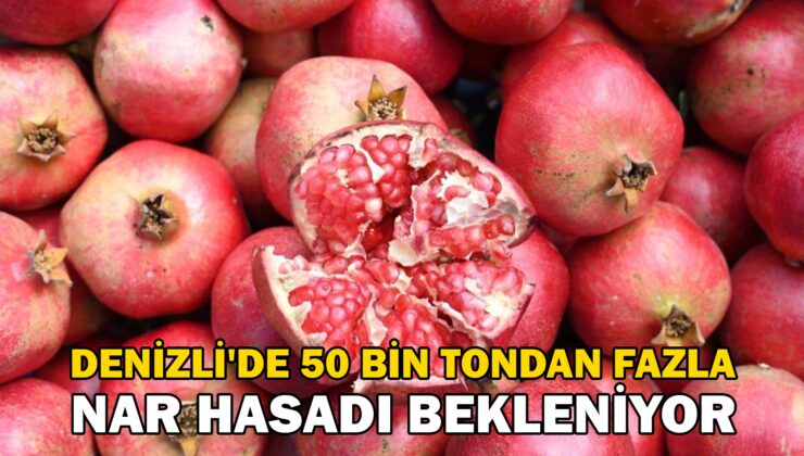 Denizli’De Bu Yıl 50 Bin Tonun Üzerinde Nar Hasadı Bekleniyor