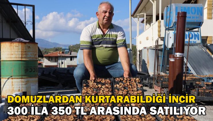 Çiftçinin Domuzlardan Kurtarabildiği Kuru Incir, 300 Ila 350 Tl Arasında Alıcı Buluyor