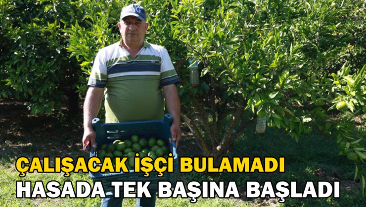 Çalışacak Işçi Bulamayınca, Hasada Tek Başına Başladı