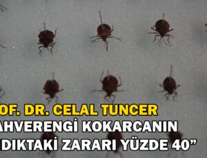 Prof. Dr. Celal Tuncer “Kahverengi Kokarcanın Fındıktaki Zararı Yüzde 40”