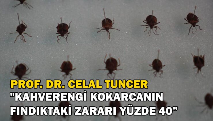 Prof. Dr. Celal Tuncer “Kahverengi Kokarcanın Fındıktaki Zararı Yüzde 40”