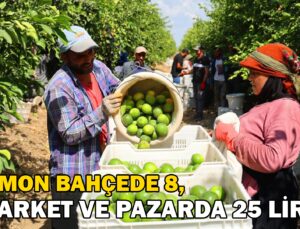 Limon Bahçede 8, Market Ve Pazarda 25 Lira