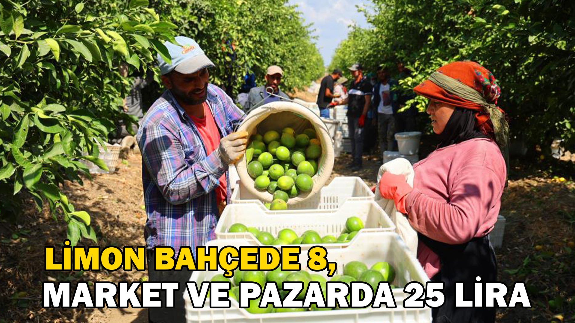 Limon bahçede 8, market ve pazarda 25 lira