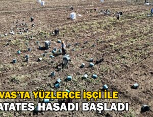 Yüzlerce Işçi Ile Patates Hasadı Başladı