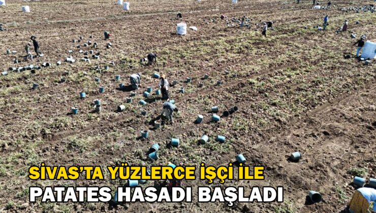 Yüzlerce Işçi Ile Patates Hasadı Başladı