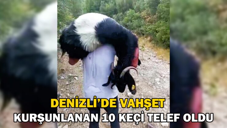 Denizli’de Vahşet; Kurşunlanan 10 Keçi Telef Oldu