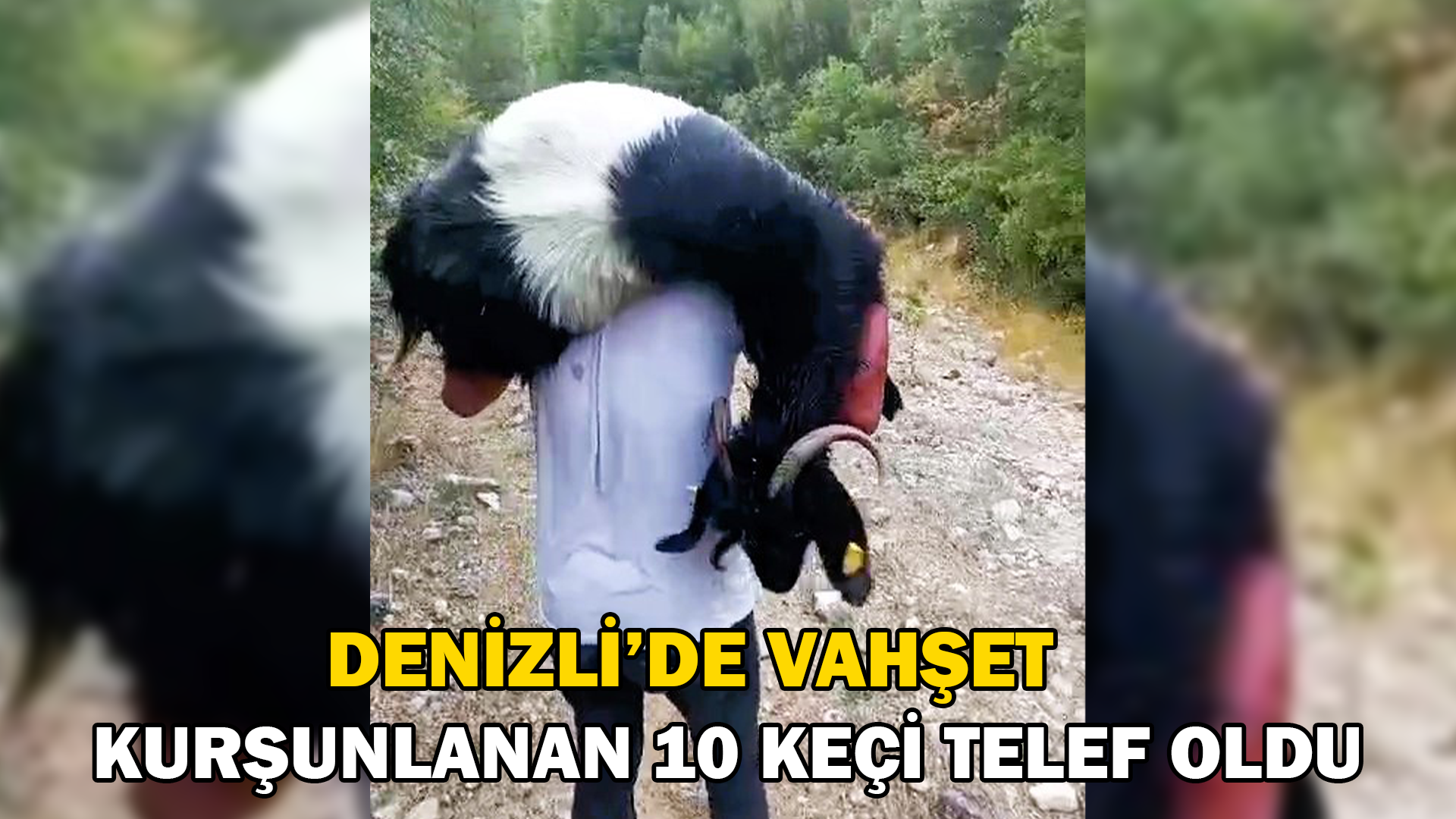 Denizli’de vahşet; kurşunlanan 10 keçi telef oldu