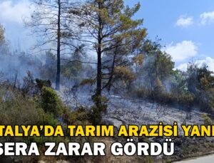 Antalya’da Tarım Arazisi Yandı, 3 Sera Zarar Gördü