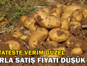 Patates Üreticileri Tarla Satış Fiyatını Düşük Buldu