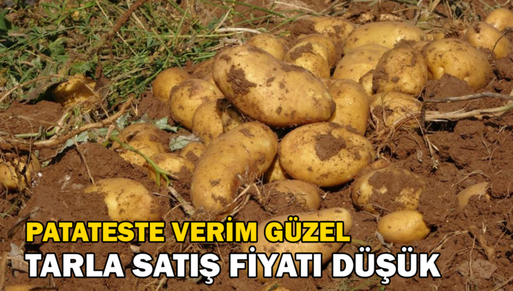 Patates Üreticileri Tarla Satış Fiyatını Düşük Buldu