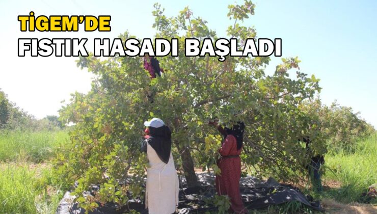 Ti̇gem’de 2 Bin 300 Işçi Ile Fıstık Hasadı