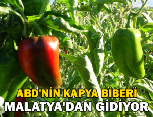 Abd’Nin Kapya Biberi Malatya’Dan Gidiyor