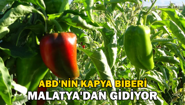 Abd’Nin Kapya Biberi Malatya’Dan Gidiyor