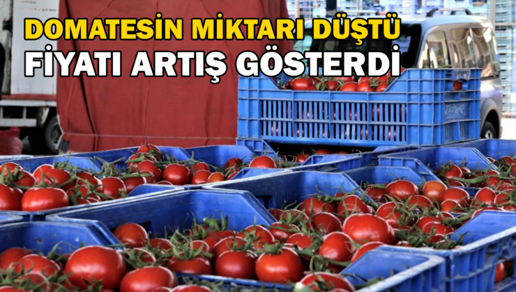 Antalya’Da Domatesin Miktarı Düştü, Fiyatı Arttı