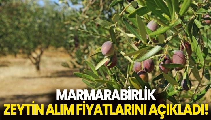 Marmarabirlik Zeytin Alım Fiyatlarını Açıkladı!