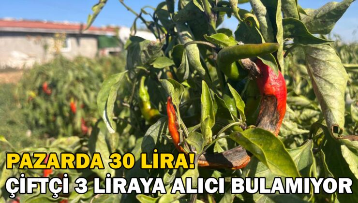 Pazarda 30 Liraya Kadar Çıkan Sebzeye 3 Liraya Alıcı Bulamayan Çiftçi Ürününü Sürdü