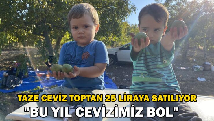 Taze Ceviz Toptan 25 Liraya Satılıyor