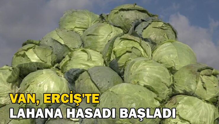 Erciş’Te Lahana Hasadı Başladı