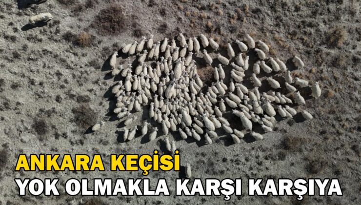 Ankara Keçisi Yok Olmakla Karşı Karşıya