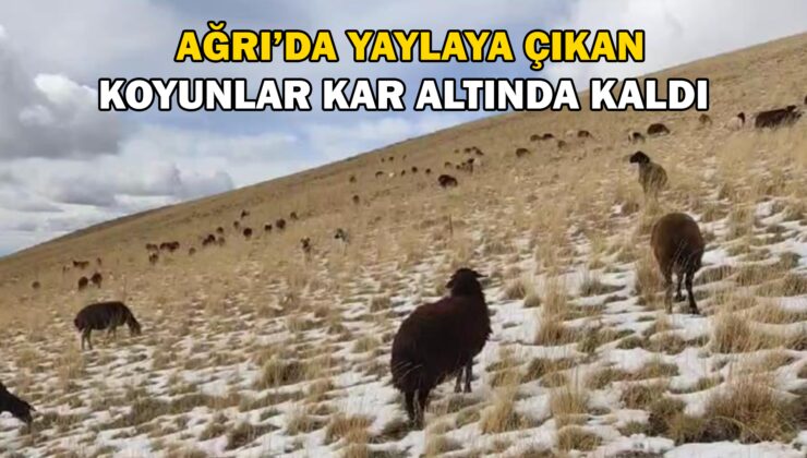 Ağrı’da Yaylaya Çıkan Koyunlar Kar Altında Kaldı