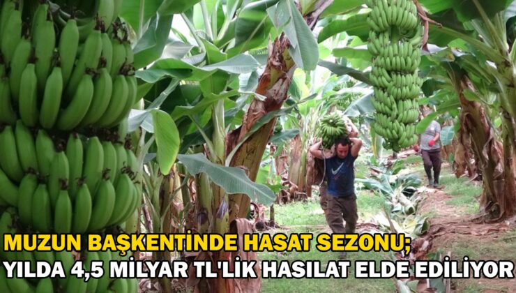 Muzun Başkentinde Hasat Sezonu; Tüketilen Her Iki Muzdan Biri Mersin’Den