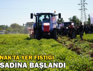 Şırnak’Ta Yer Fıstığı Hasadına Başlandı