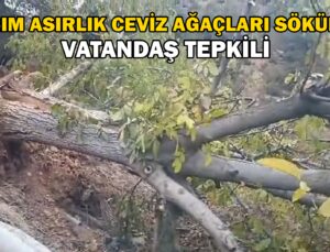 Giresun’Un Çamoluk Ilçesinde Sökülen Yarım Asırlık Ceviz Ağaçları Tepkiye Neden Oldu