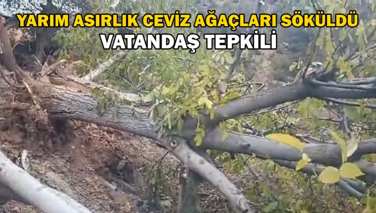 Giresun’Un Çamoluk Ilçesinde Sökülen Yarım Asırlık Ceviz Ağaçları Tepkiye Neden Oldu