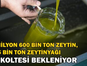 2024-2025 Zeytin Sezonunda 3 Milyon 600 Bin Ton Zeytin Ve 475 Bin Ton Zeytinyağı Rekoltesi Bekleniyor