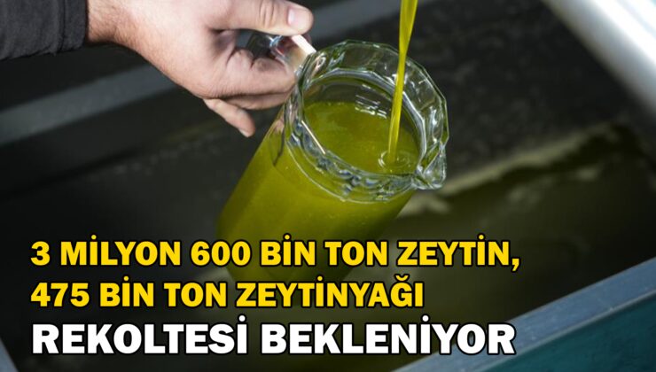 2024-2025 Zeytin Sezonunda 3 Milyon 600 Bin Ton Zeytin Ve 475 Bin Ton Zeytinyağı Rekoltesi Bekleniyor