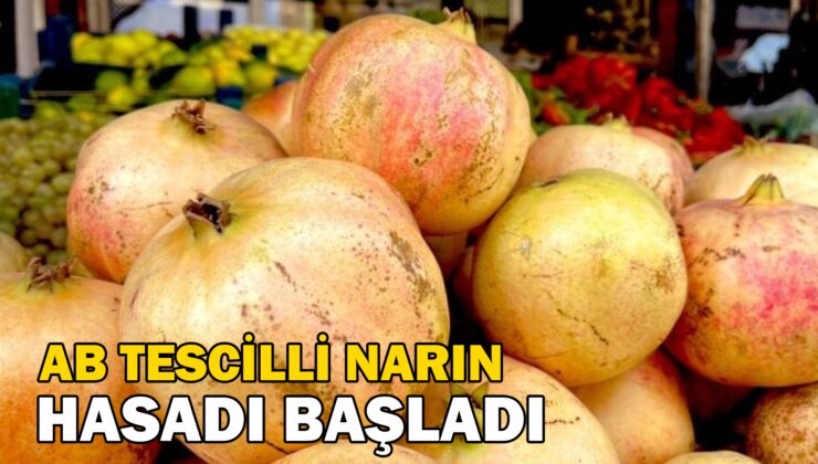 Avrupa Birliği Tescilli Narın Hasadı Başladı