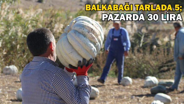 Tarlada 5, 11 Kilometre Uzaklıktaki Pazarda Ise 30 Liradan Satılıyor