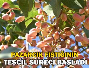 Pazarcık Fıstığının Tescil Süreci Başladı