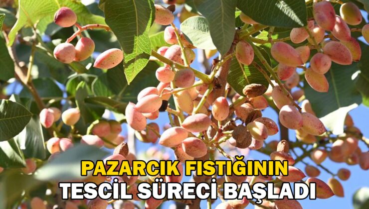 Pazarcık Fıstığının Tescil Süreci Başladı