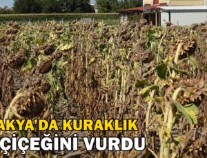 Trakya’da Kuraklık Ayçiçeğini Vurdu