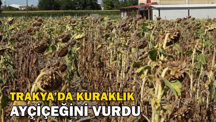 Trakya’da Kuraklık Ayçiçeğini Vurdu