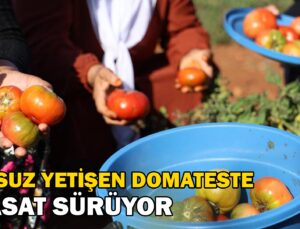 Susuz Yetişen Domateste Mevsim Normallerinin Üstündeki Sıcaklarda Hasat Sürüyor