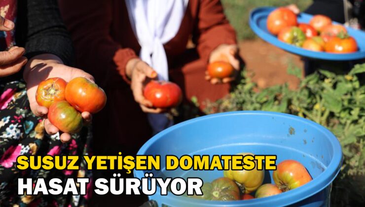 Susuz Yetişen Domateste Mevsim Normallerinin Üstündeki Sıcaklarda Hasat Sürüyor