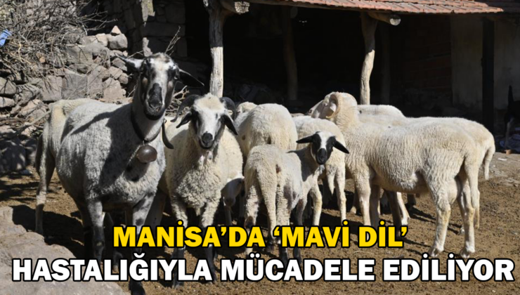 Manisa’da ‘Mavi Dil’ Hastalığıyla Mücadelede Ediliyor