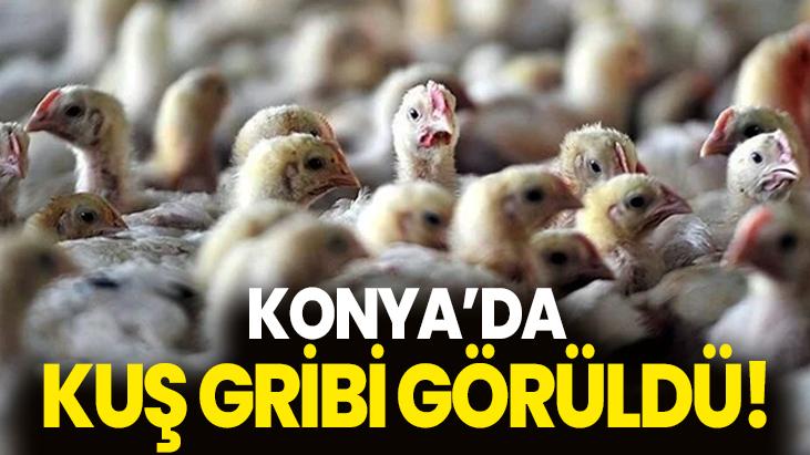 Konya’da Kuş Gribi Görüldü!