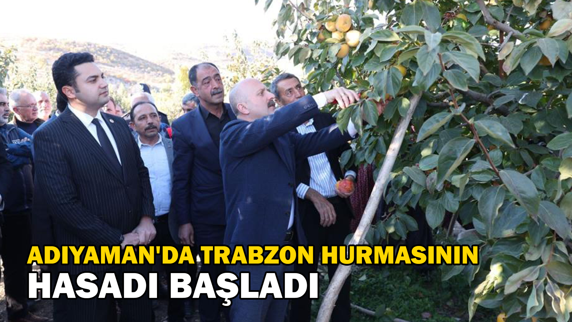 Trabzon hurmasının hasadı başladı