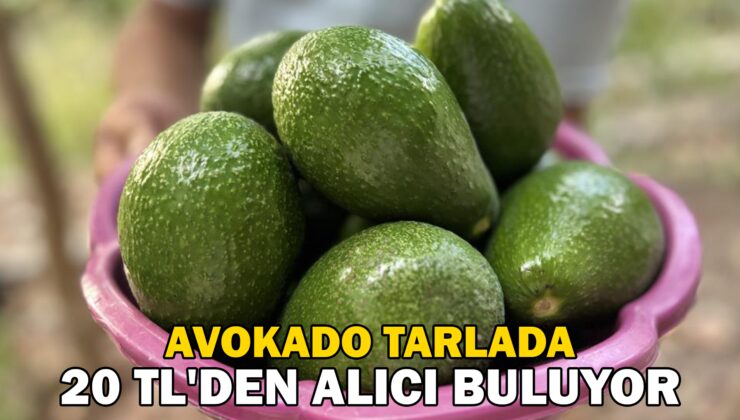 Avokado Tarlada Tanesi 20 Tl’Den Alıcı Buluyor