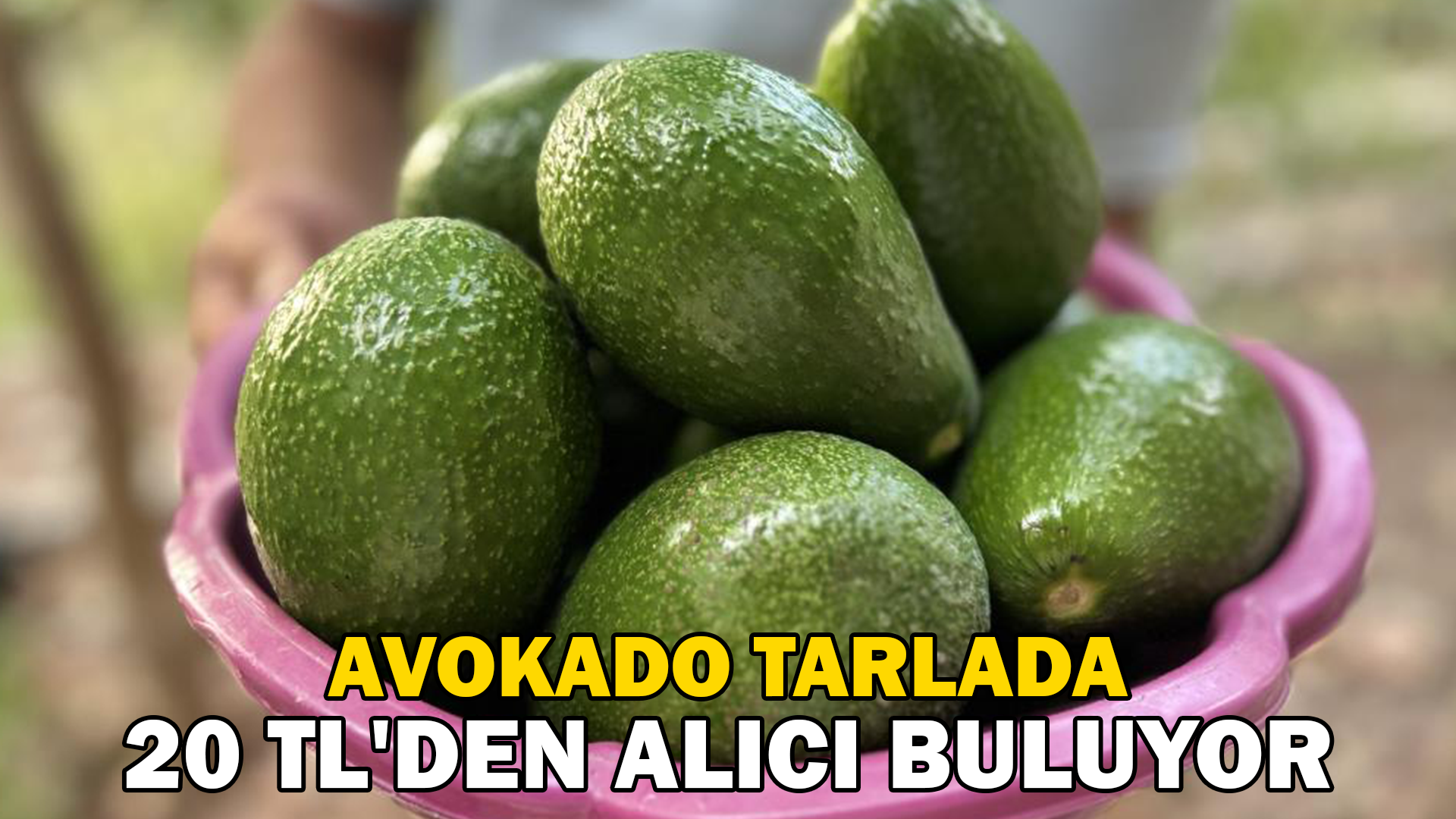 Avokado tarlada tanesi 20 TL’den alıcı buluyor