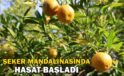 Kozan’da yetişen şeker mandalinada hasat başladı