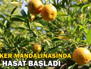 Kozan’da yetişen şeker mandalinada hasat başladı