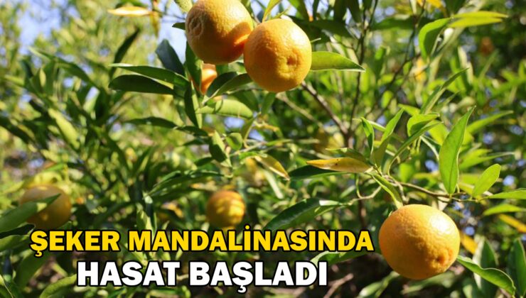 Kozan’da yetişen şeker mandalinada hasat başladı