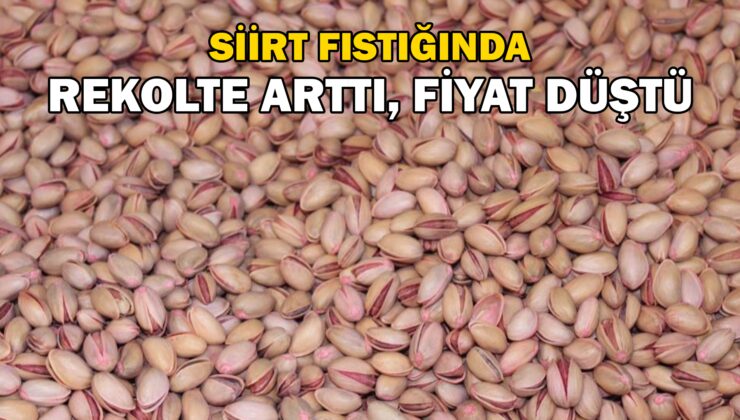 Siirt fıstığında rekolte arttı, fiyat düştü